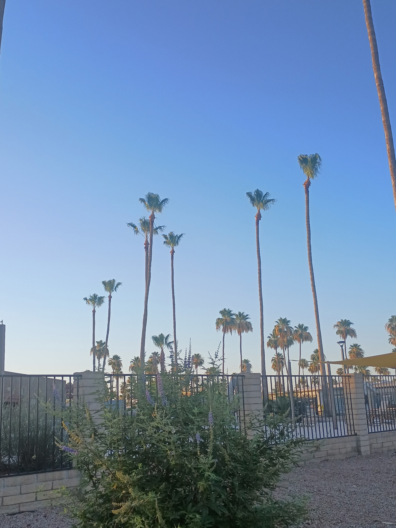 Palm tree trimming at Venture Out