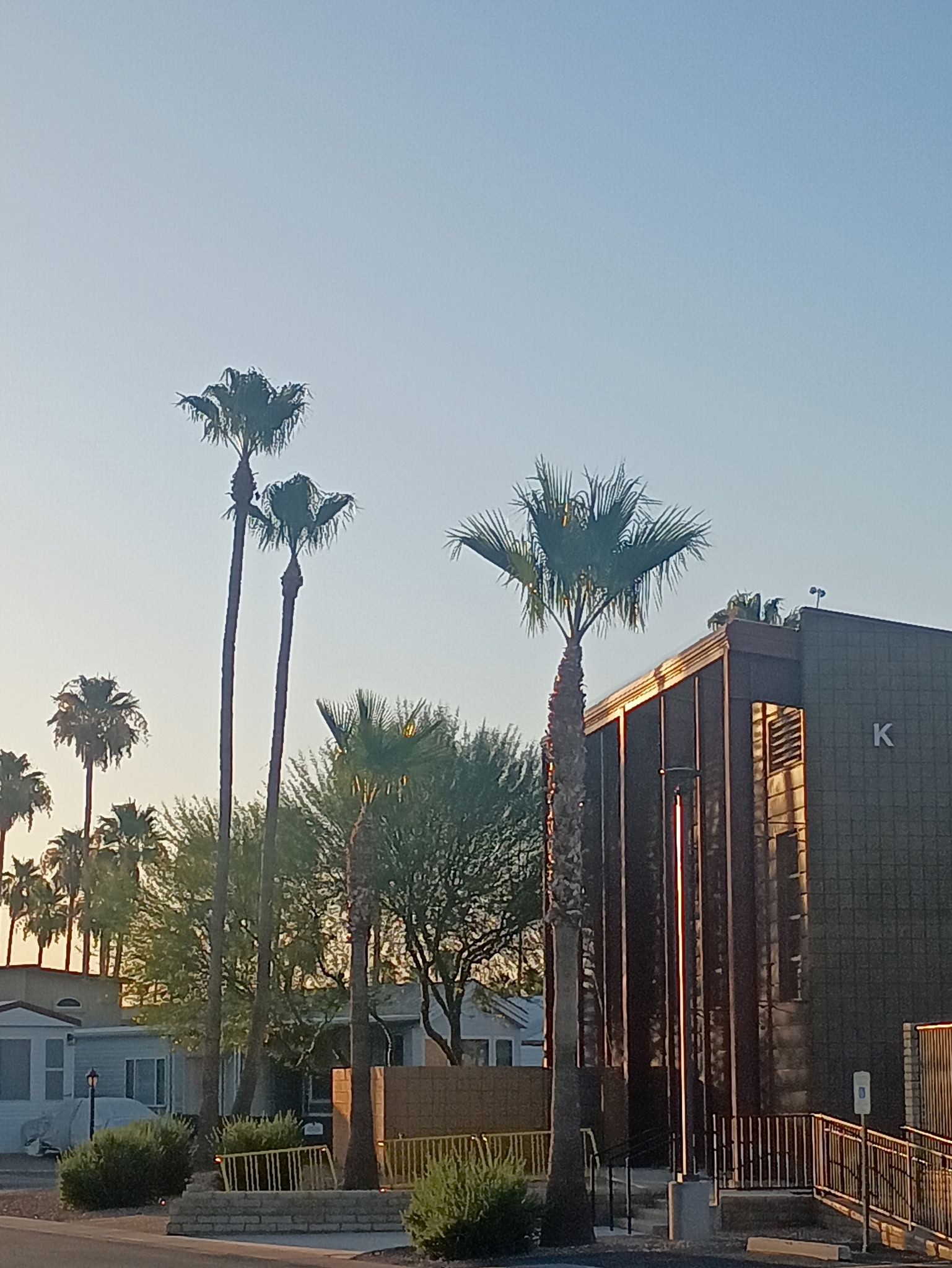 Palm trees scheduled for annual trimming